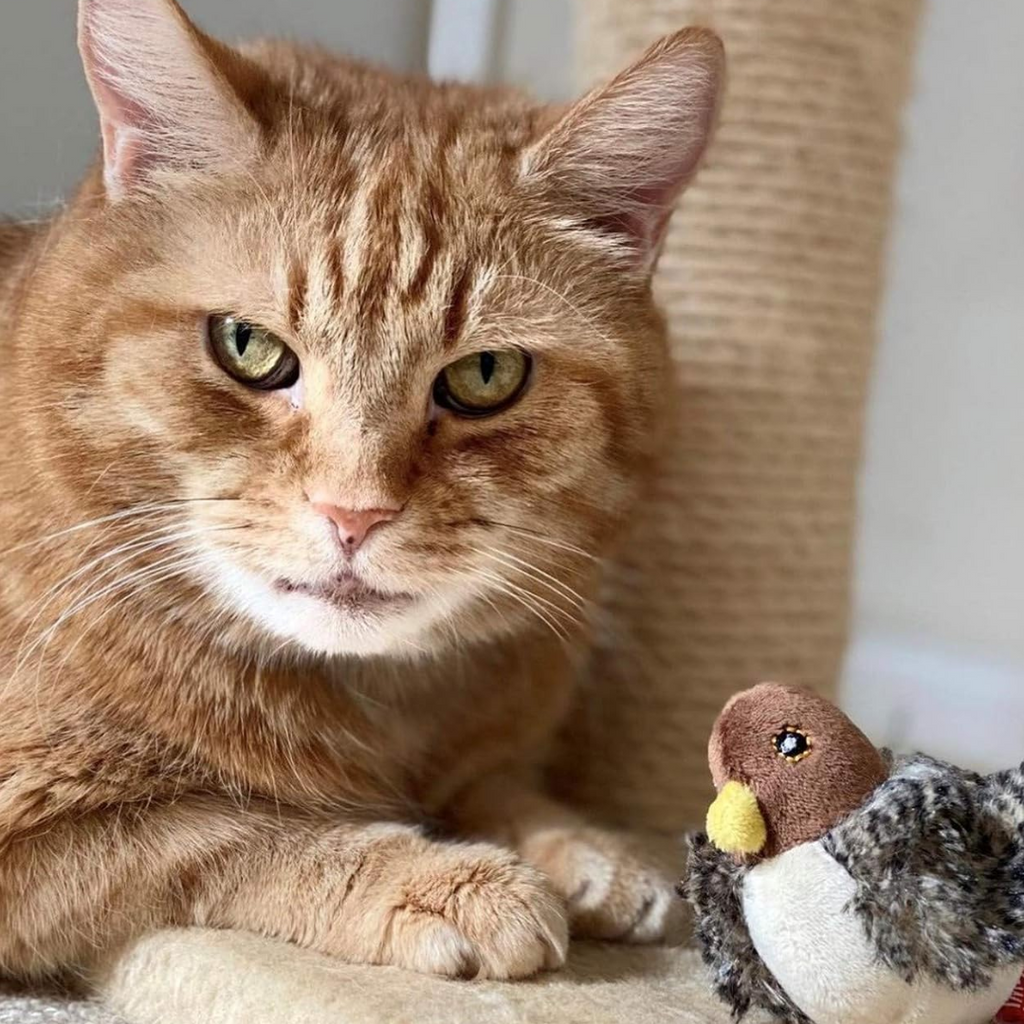 Bird Toy for Cats | Fun That Stimulates Feline Instincts